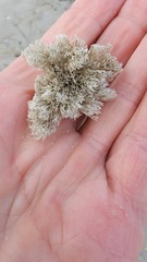 Bugulidae