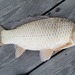 Cyprinus × Carassius - Photo (c) jugbayjs, some rights reserved (CC BY-NC), uploaded by jugbayjs