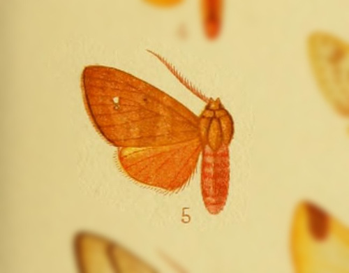 Zatrephes dithyris