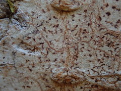 Arthonia cinnabarina