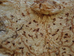 Arthonia cinnabarina