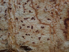 Arthonia cinnabarina