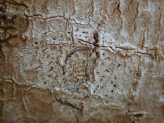 Arthonia cinnabarina
