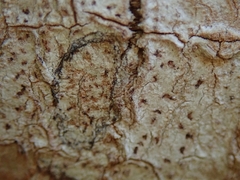 Arthonia cinnabarina