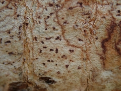 Arthonia cinnabarina