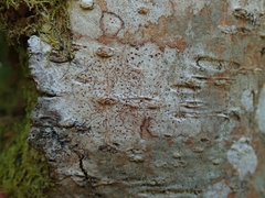 Arthonia cinnabarina