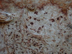 Arthonia cinnabarina