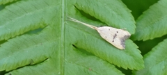 Lecithocera aulicousta