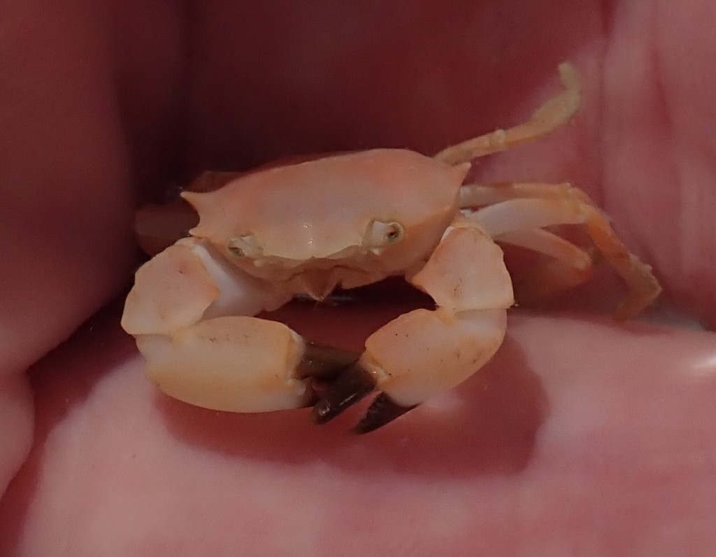 Pseudorhombilidae