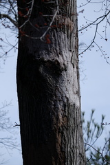 Biscogniauxia atropunctata