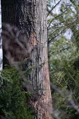 Biscogniauxia atropunctata