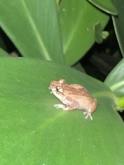 Eleutherodactylus cochranae