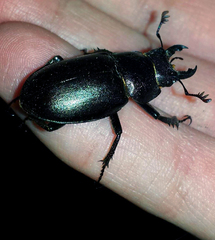Lucanus placidus