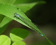 Enallagma divagans
