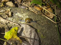 Macrochlamys superlita