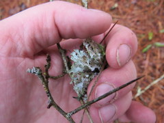 Heterodermia echinata