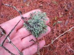 Heterodermia echinata