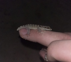 Aristelliger praesignis