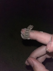 Aristelliger praesignis