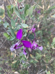 Polygala × dalmaisiana