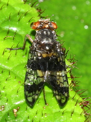 Paragorgopis