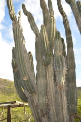 Cereus repandus