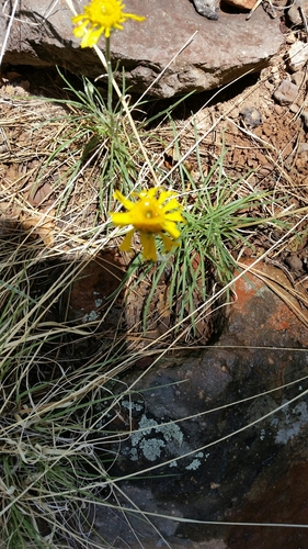 Image of Bigelow's Rubberweed (Hymenoxys bigelovii) by no rights reserved