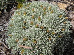 Argyrotegium nitidulum