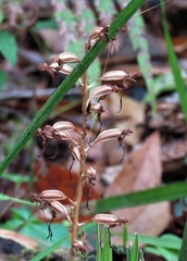 Image of Habenaria floribunda