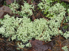 Cladonia caroliniana