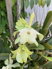 Rhyncholaelia glauca