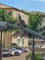 Patagioenas picazuro