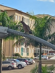 Patagioenas picazuro