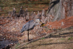 Ardea herodias herodias