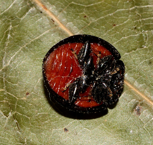 Thrice-struck Lady Beetle photo 2