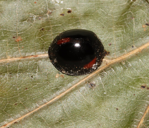 Thrice-struck Lady Beetle photographed in Arkansas