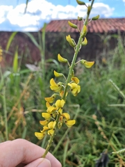 Crotalaria