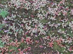 Sedum pusillum