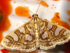 Glyphodes pryeri