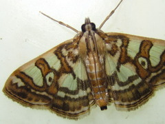 Glyphodes pryeri