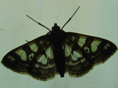 Glyphodes pryeri