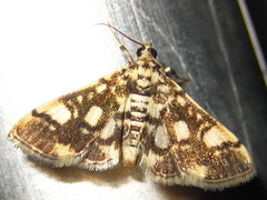 Nacoleia sibirialis