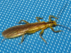 Sweltsa