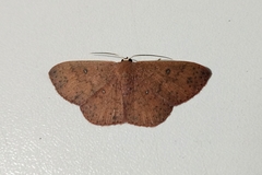 Lepidoptera