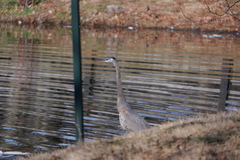 Ardea herodias herodias