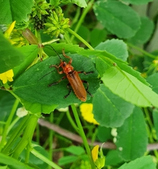 Cantharis melaspoides