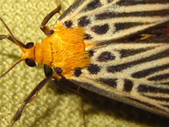 Tyspanodes hypsalis