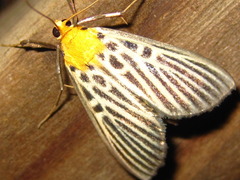 Tyspanodes hypsalis