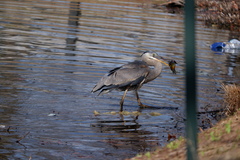 Ardea herodias herodias