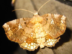 Pangrapta lunulata